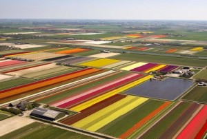jan de wit 2