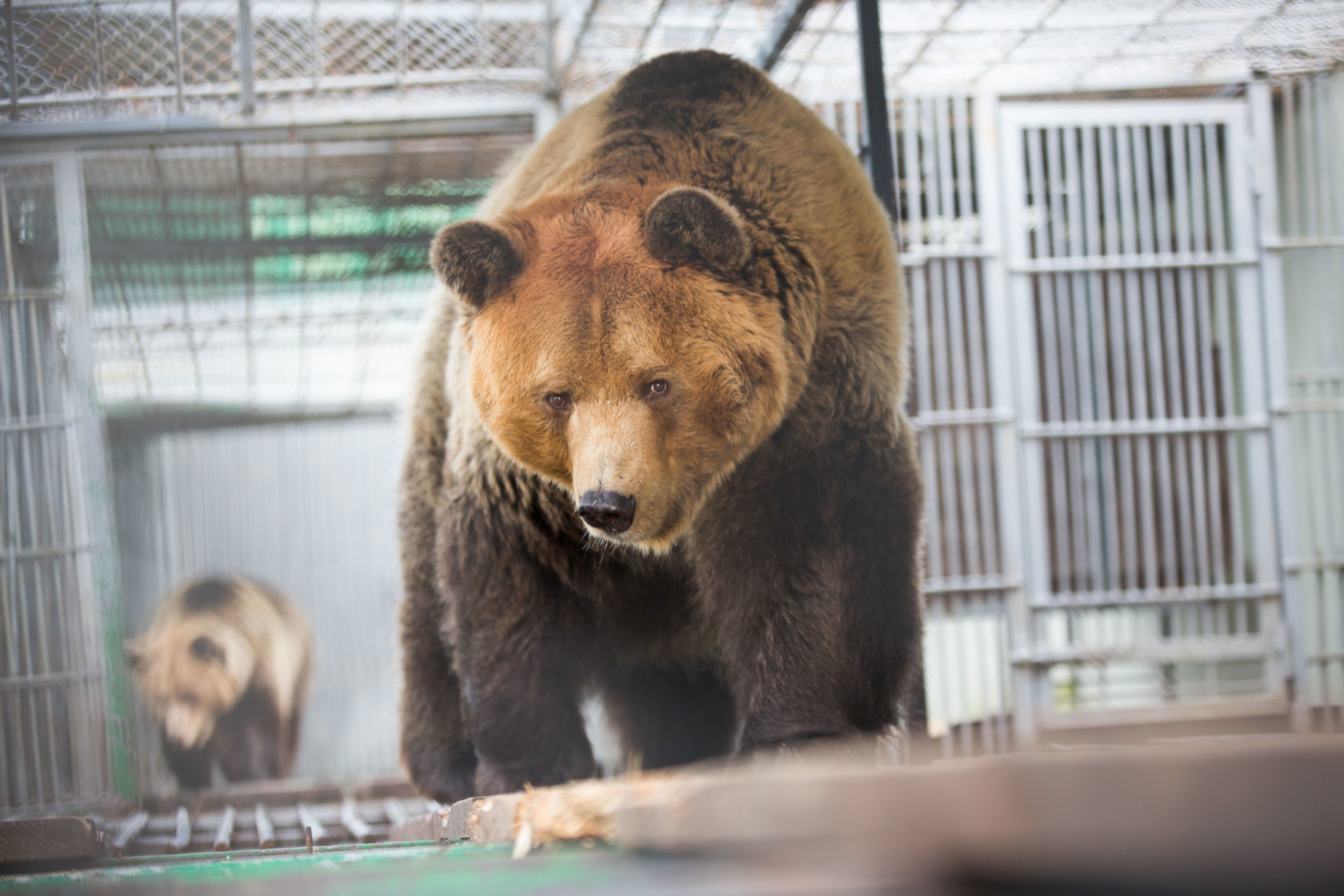 Albanien, 29.1.2019: Rettung der beiden Restaurant Bären aus Albanien.